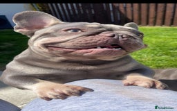 French Bulldog dogs for stud: Proven lilac & tan boy carrying cream & testable - Image 5