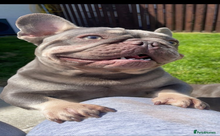 French Bulldog dogs - Advert 4