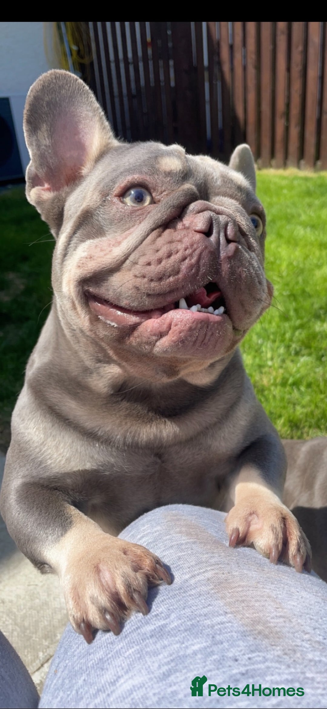 French Bulldog dogs for stud: Proven lilac & tan boy carrying cream & testable - Image 5