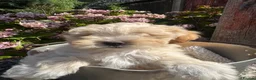 Lhasapoo dogs for sale: Lhasa apso cross toy poodle puppies for sale  - Advert 18
