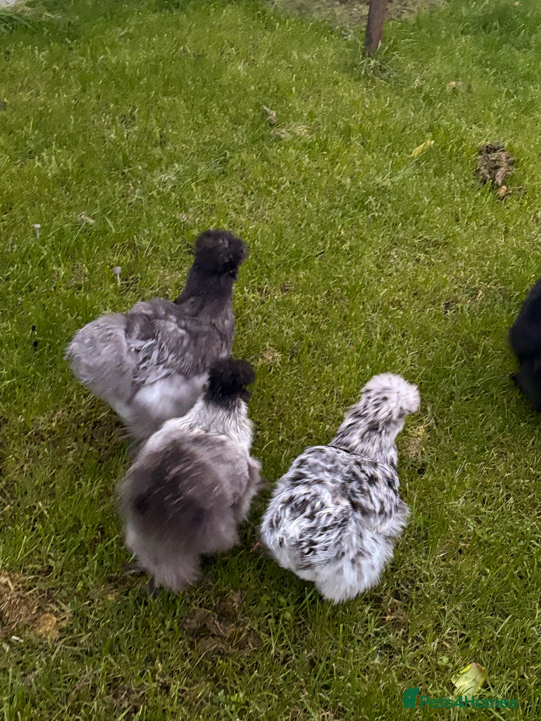 Chickens poultry for sale: Silkie chickens  - Image 4