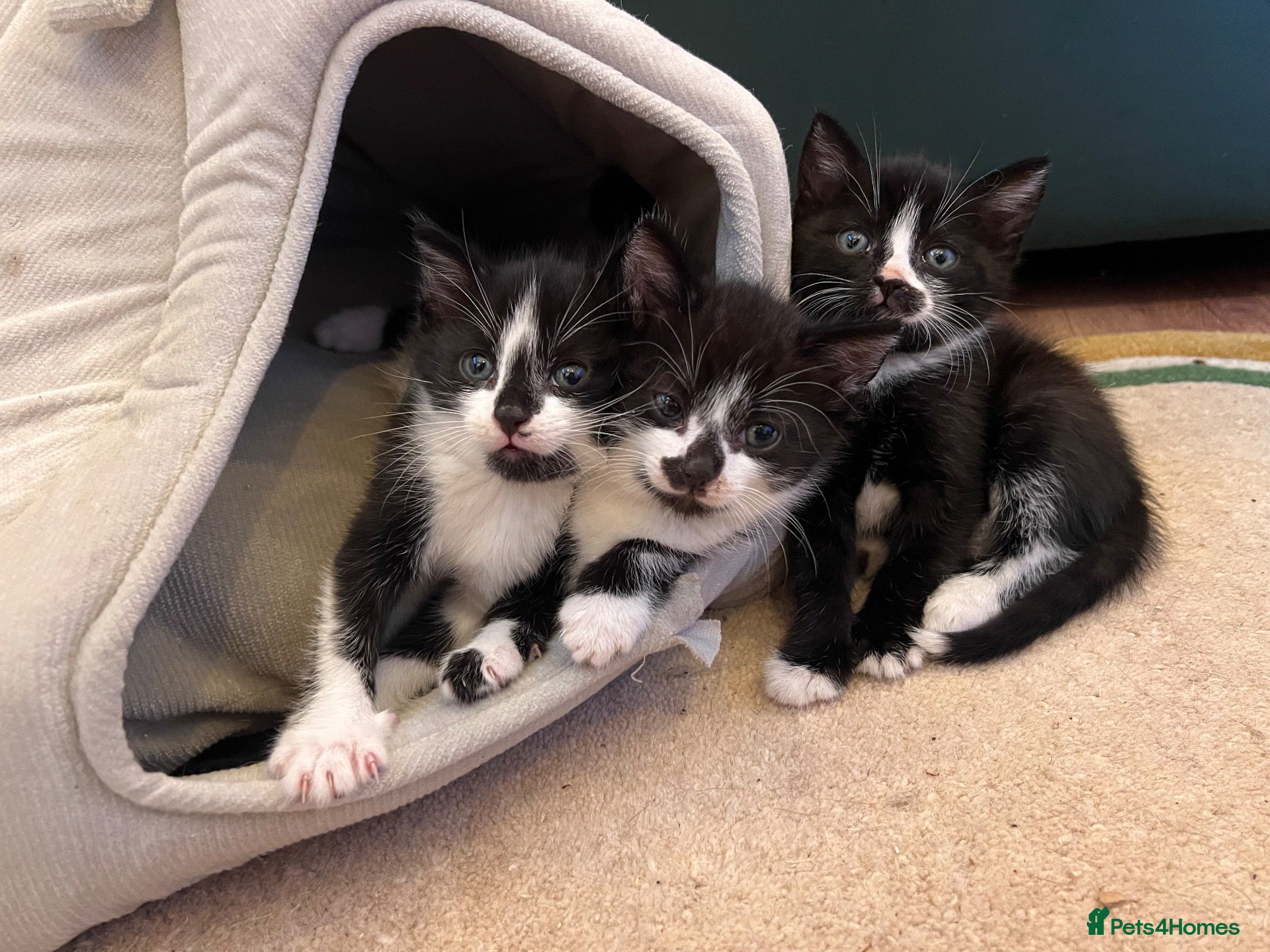 British Shorthair cats 3x Tuxedo Kittens for Adoption - Advert 13