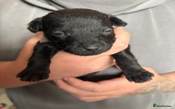 Patterdale Terrier dogs for sale: Patterdale puppies  - Image 19