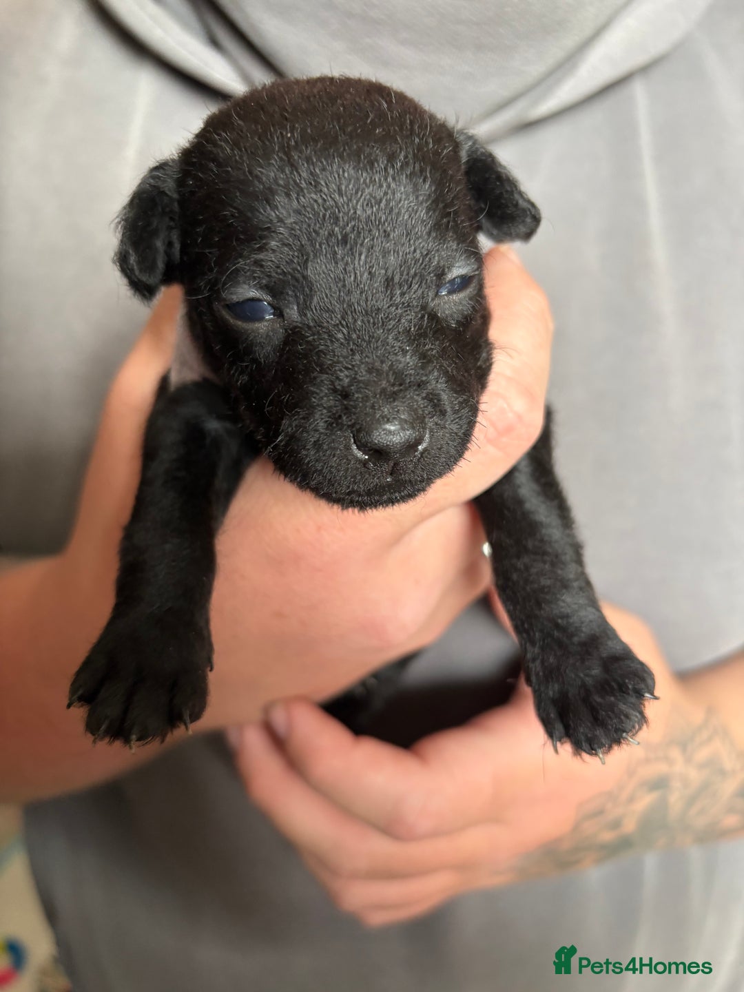 Patterdale Terrier dogs for sale: Patterdale puppies  - Image 19