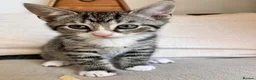 Mixed Breed cats for sale: Beautiful clever kittens in Eastbourne - Advert 3