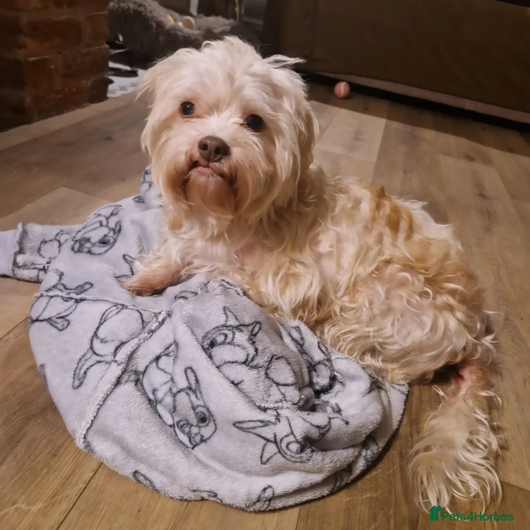 Mixed Breed dogs for adoption: BONDED:💙ALFIE 10yo Shih Tzu❤️MUFFIN 6yo Cockapoo - Advert 7