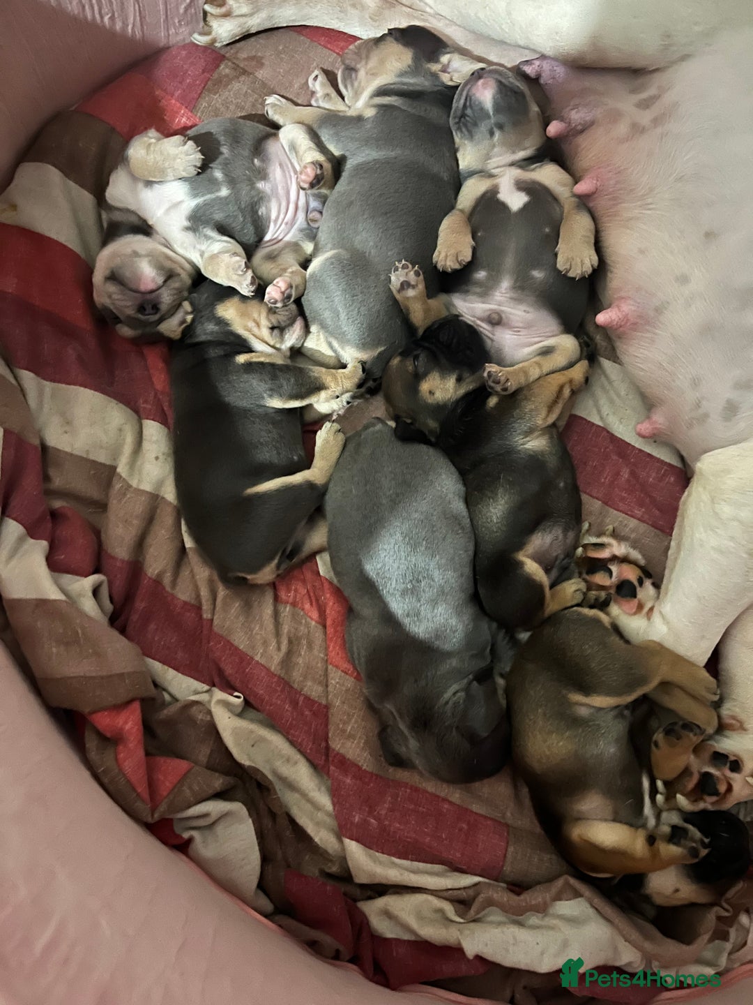 Mixed Breed dogs for sale: Beautiful female puppy ready today  - Image 16