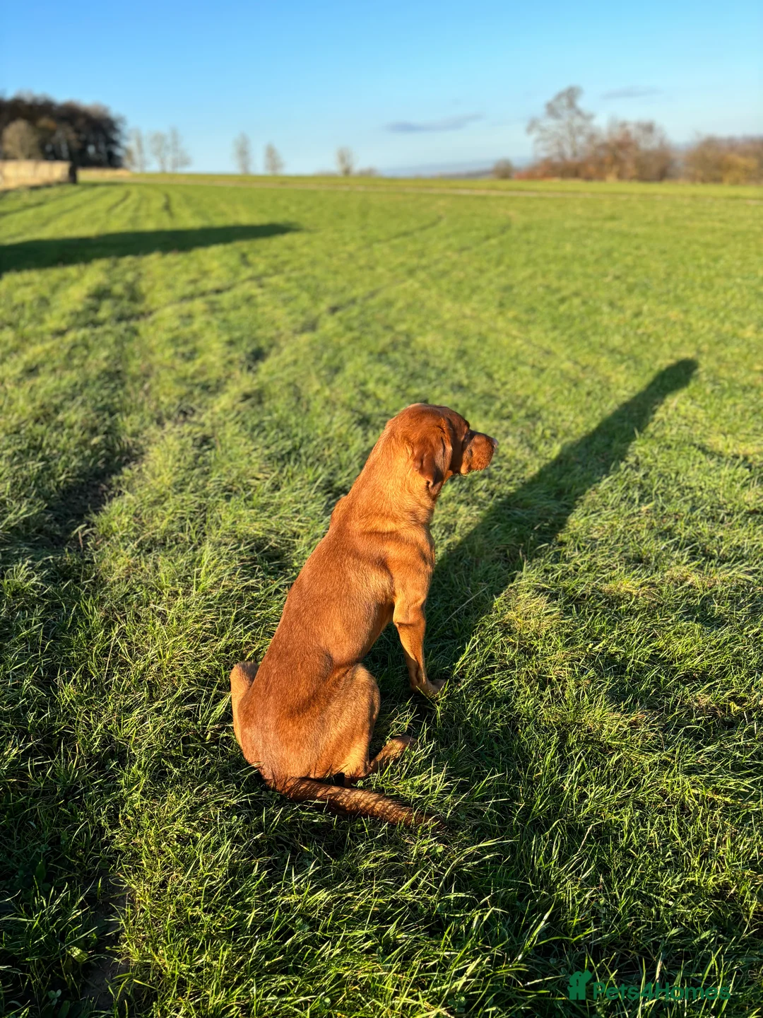 Labrador Retriever dogs for stud: Ozzy-proven health tested stud in Devizes - Advert 9