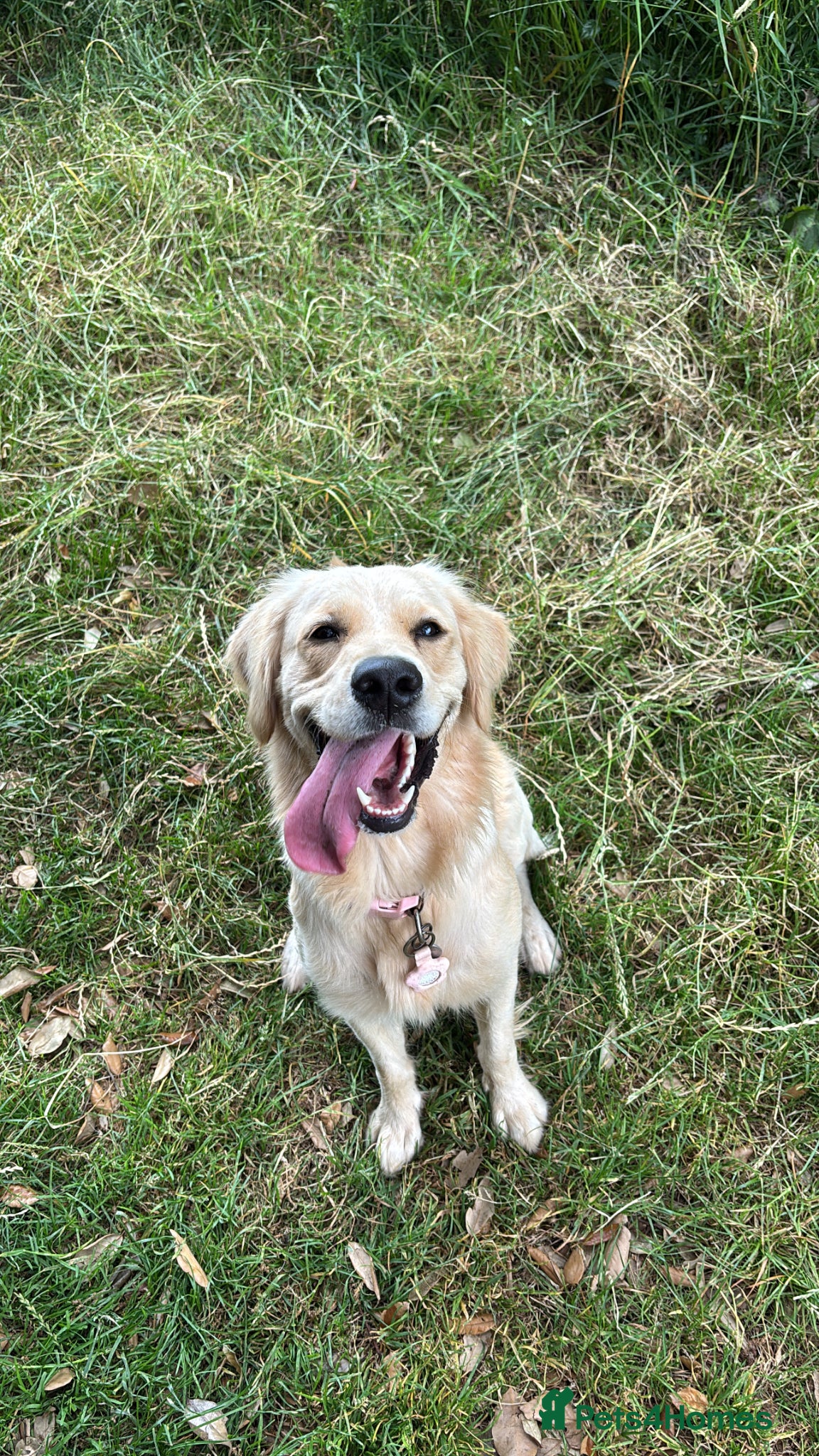 Golden Retriever dogs for sale: Golden retriever puppies waiting list open in Dawlish - Advert 5