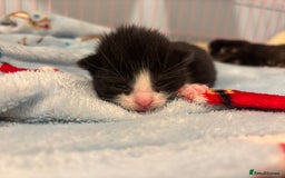 Mixed Breed cats for sale: 5 Gorgeous kittens for reserve - Image 9