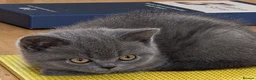 British Shorthair cats for sale: Chunky GCCF registered British Shorthair Blue boys - Advert 3