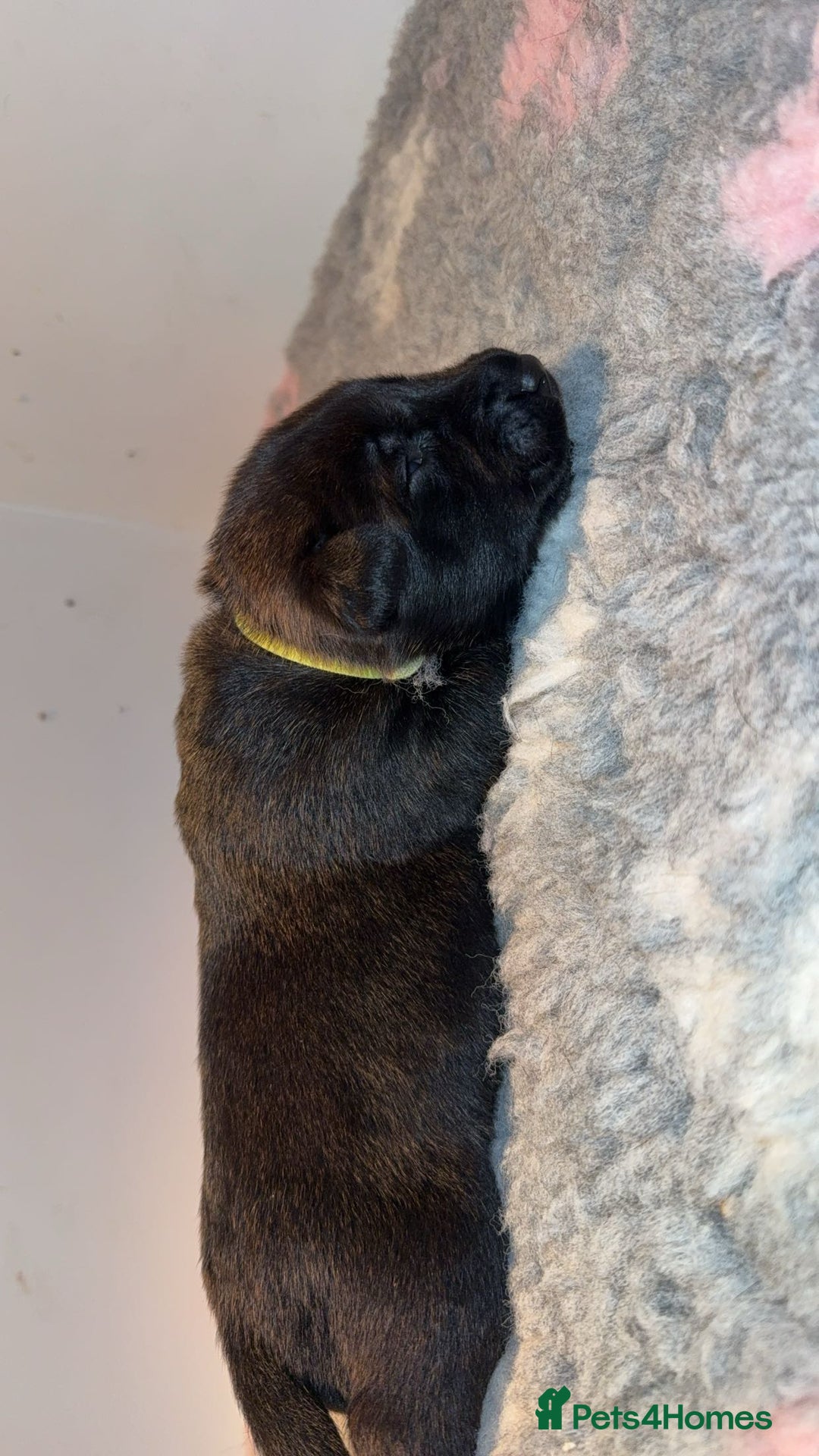 Belgian Shepherd Dog dogs for sale: Dutch Herder pups available!!  - Advert 3