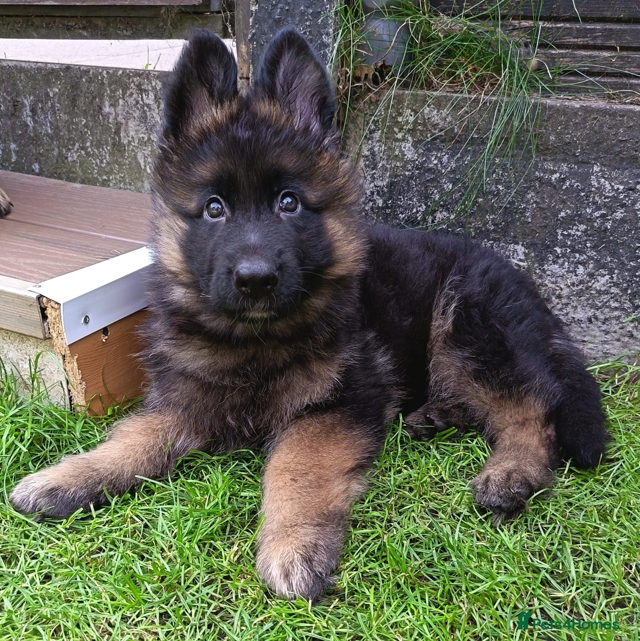 German Shepherd dogs KC PUPPIES FOR SALE - Advert 7