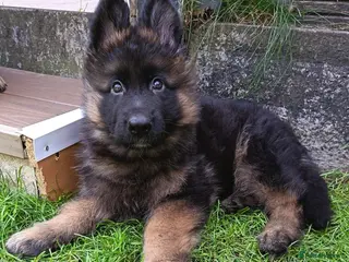 German Shepherd dogs KC PUPPIES FOR SALE - Advert 7