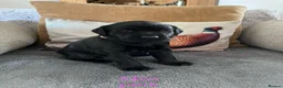 Labrador Retriever dogs for sale: Last male pup! Stunning KC Registered working lab. - Advert 20