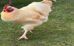 Chickens poultry for sale: Two cockerels for sale - Advert 3