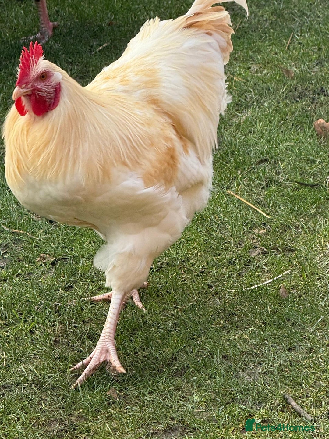 Chickens poultry for sale: Two cockerels for sale - Advert 3