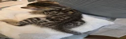 Bengal cats for sale: Beautiful Bengal Kittens – Loving Homes Only  - Advert 11