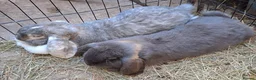 French Lop rabbits for sale: Gorgeous Giant French Lop Doe  Vaccinated - RETIRE - Advert 5
