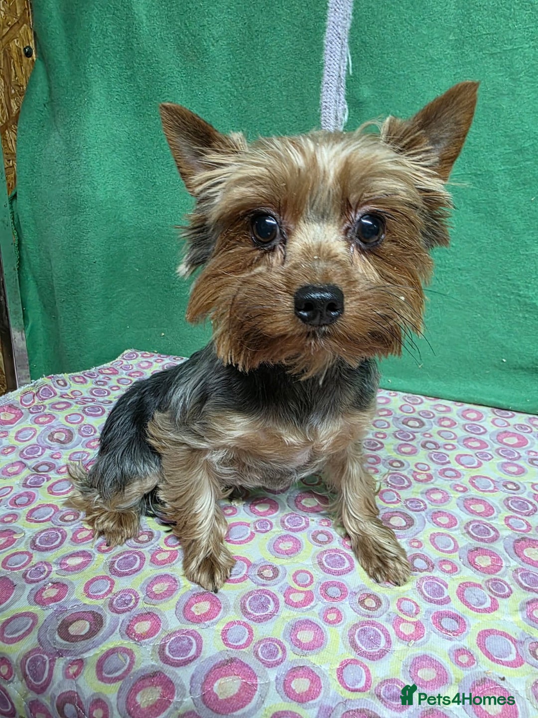 Yorkshire Terrier dogs for adoption: TESSA – Yorkshire Terrier (Female) - Advert 2