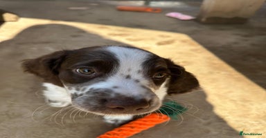 English Springer Spaniel dogs - Advert 9