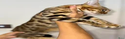 Bengal cats for sale: Top quality pure breed Bengal boy available now in Watford - Advert 9