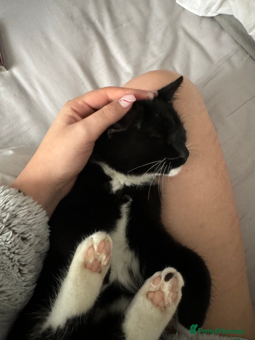 British Shorthair cats for sale: Male Cat for sale!  - Image 4