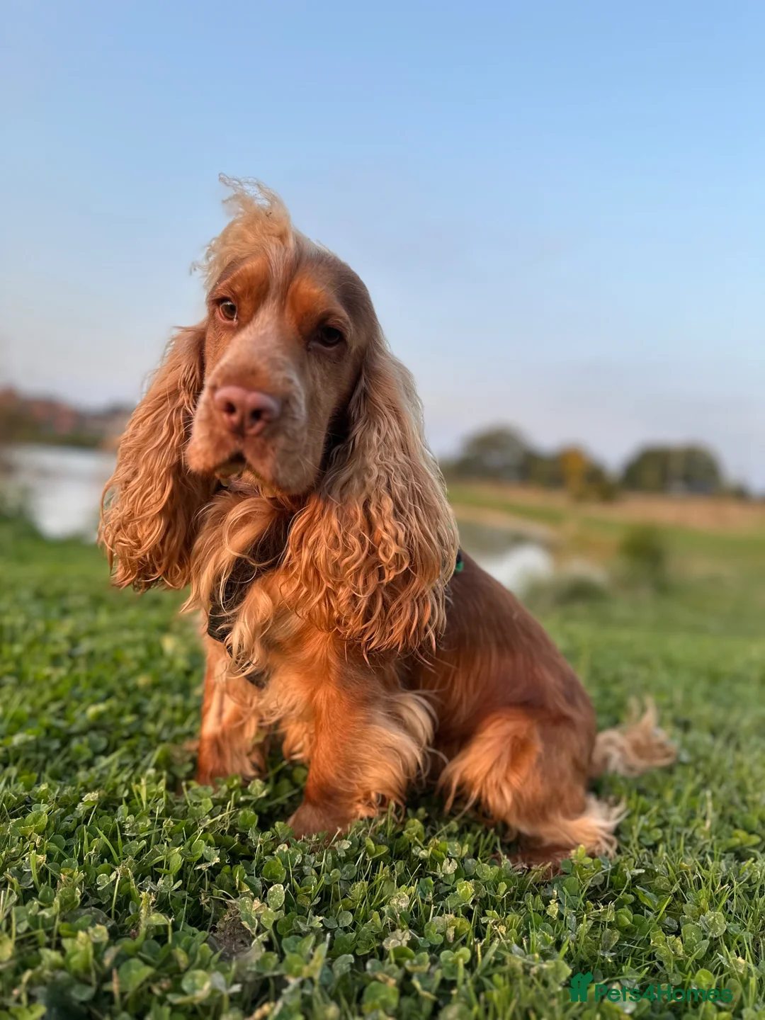 Cocker Spaniel dogs for sale: KC Show Cocker Spaniels - sable - Advert 5