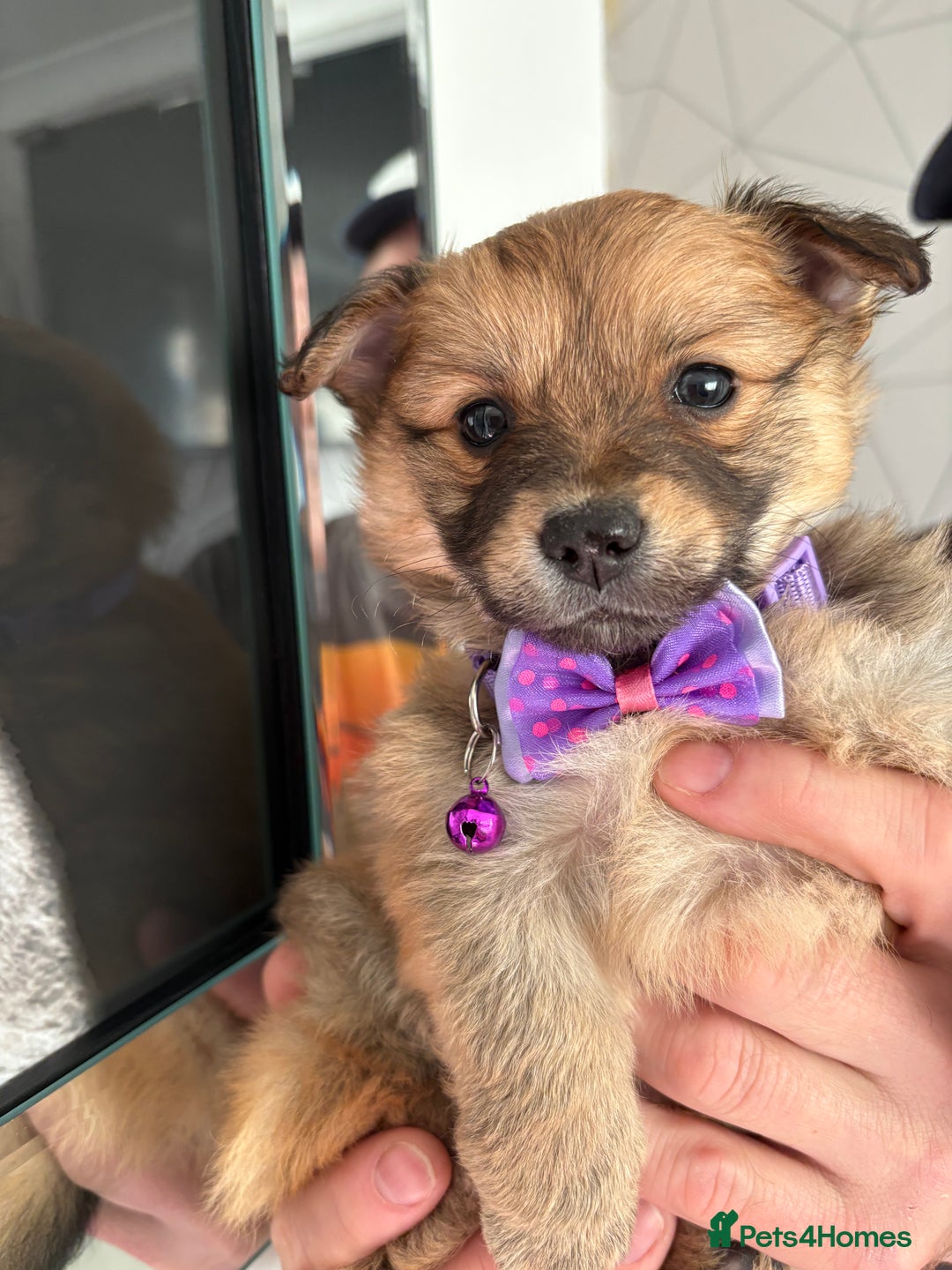 Mixed Breed dogs for sale: Italian volpino x deer head chihuahua puppies  - Advert 22