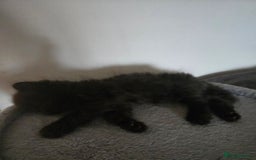 Mixed Breed cats for sale: Ragdoll X Kittens - Image 22
