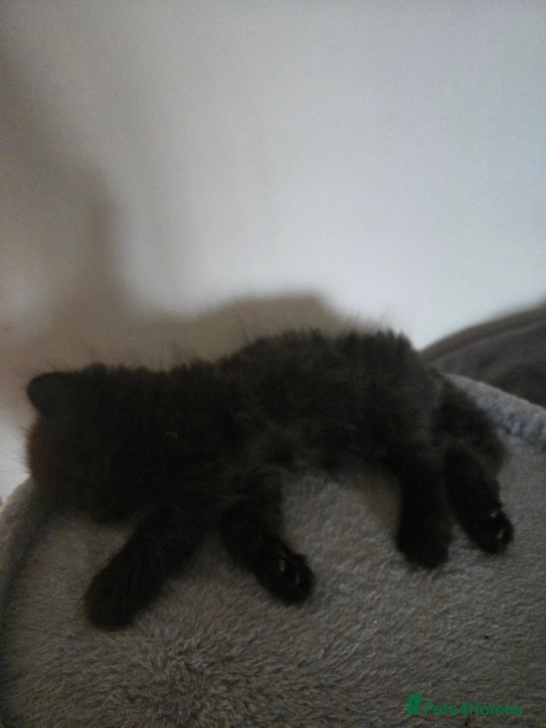 Mixed Breed cats for sale: Ragdoll X Kittens - Image 22