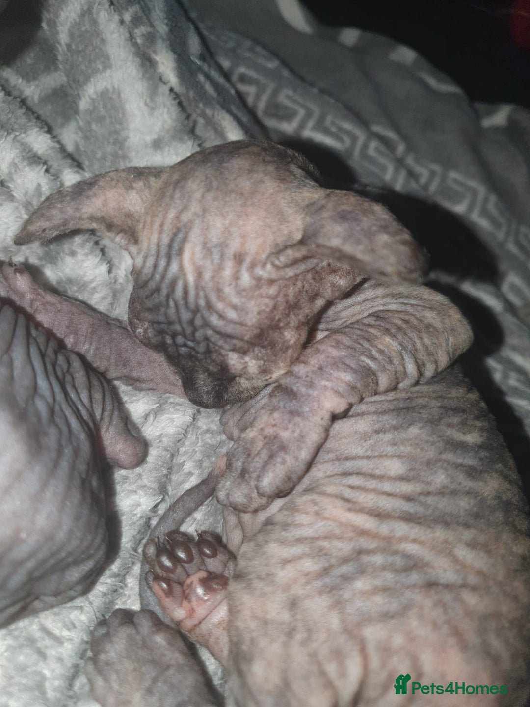 Sphynx cats for sale: Sphynx kittens  - Image 2