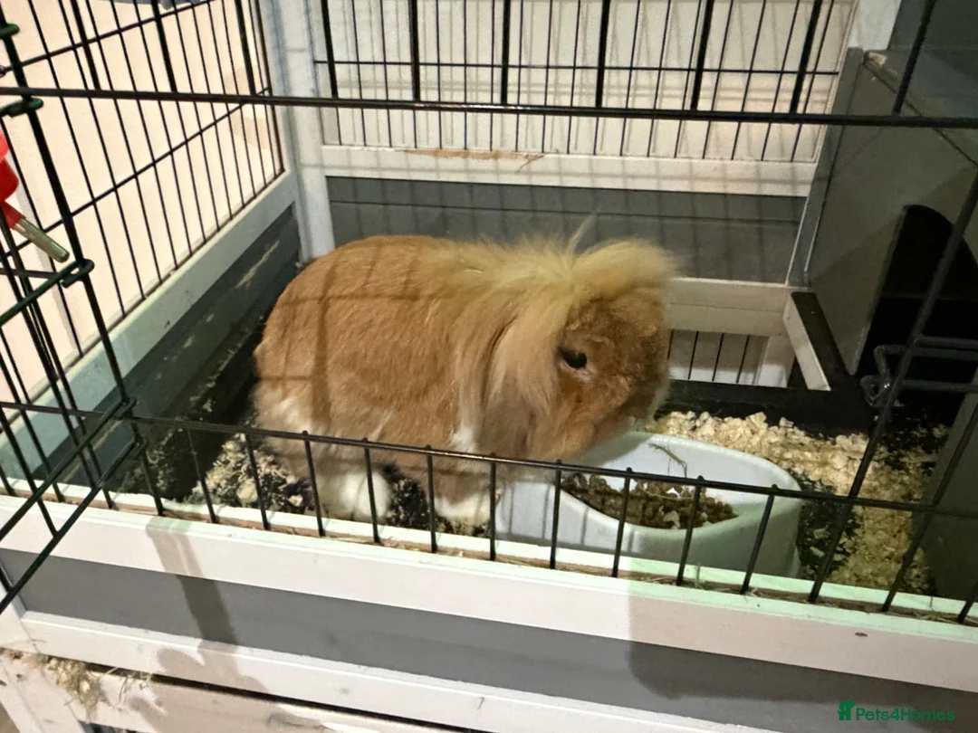 Lionhead rabbits for sale: Two adorable rabbits looking for a new home  - Advert 1