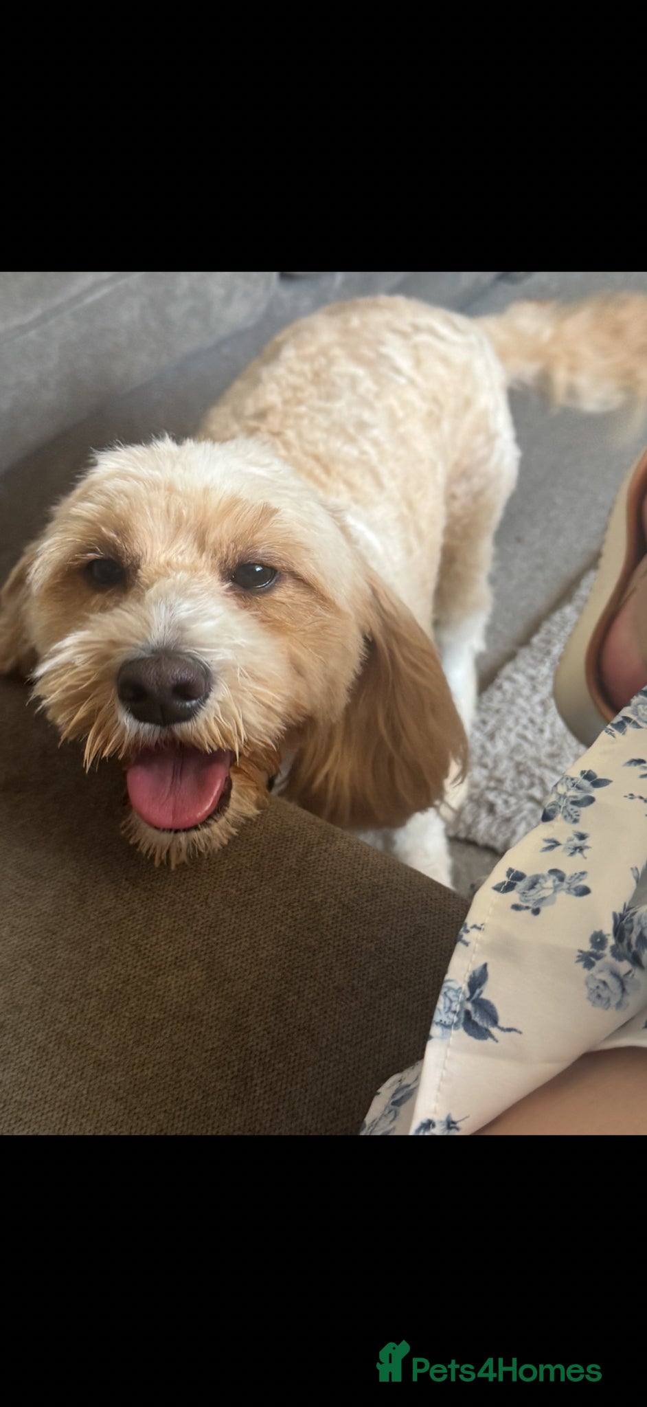 Cockapoo dogs cockapoo puppies for sale  - Advert 3