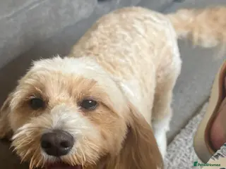 Cockapoo dogs cockapoo puppies for sale - Advert 3