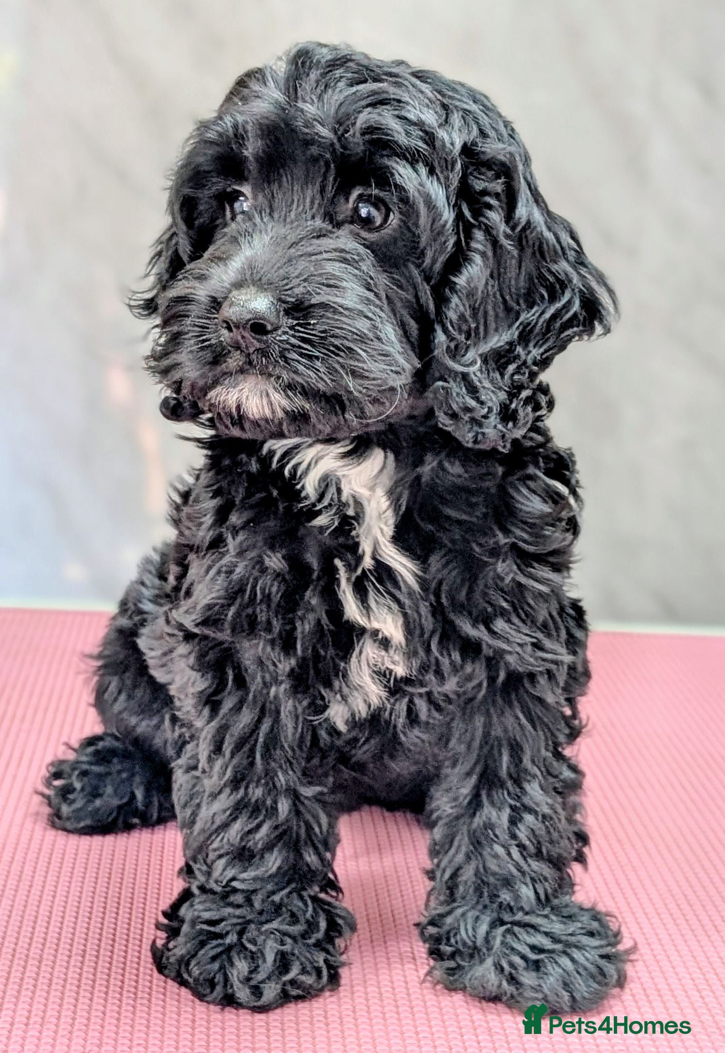 Cockapoo dogs 10 weeks old black boy ready now: Licensed breeder - Advert 2