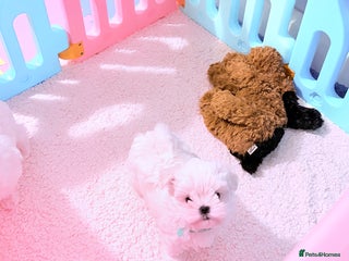 Maltese dogs ❤️🩵Full Korean baby boy ready now ❤️🩵 - Advert 13