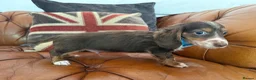 Miniature Dachshund dogs for sale: Miniature Dachshund 5 ⭐ License 5 ⭐ reviews - Advert 22