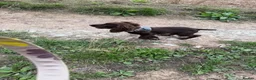 Cocker Spaniel dogs for sale: Chocolate cocker spaniel  - Advert 5