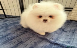 Pomeranian dogs for sale: 🐾✨ Rare White Extra Tiny Size Pomeranian Puppies  - Image 17