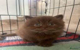 British Longhair cats for sale: Purebred Chocolate British longhair  kittens  - Image 13