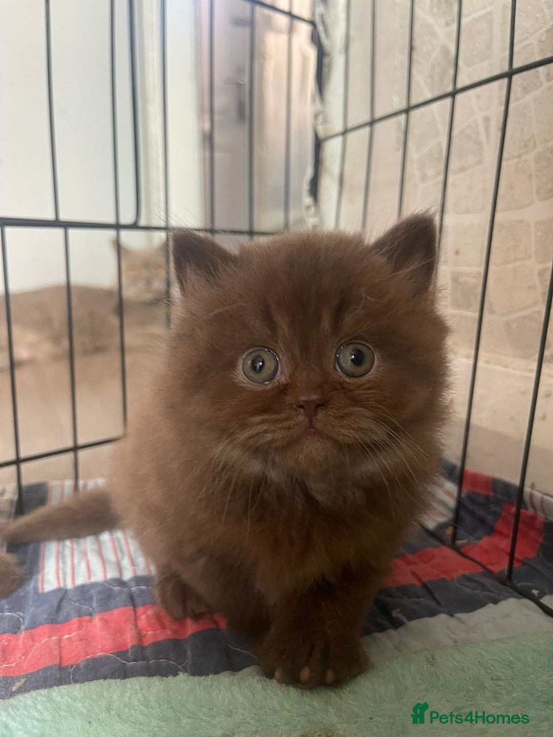 British Longhair cats for sale: Purebred Chocolate British longhair  kittens  - Image 13