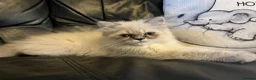 Persian cats for sale: Ready Now -  playful colourpoint Persian kitten(M) - Advert 11