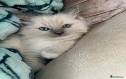 Ragdoll cats for sale: Ragdoll kittens  - Image 14