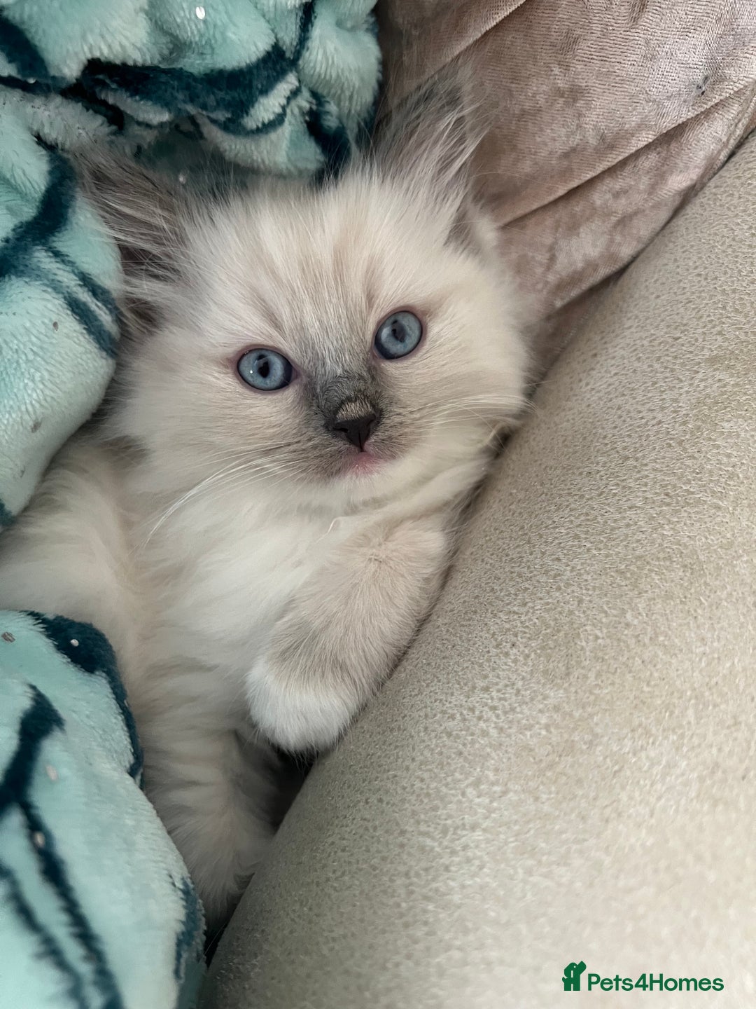 Ragdoll cats for sale: Ragdoll kittens  - Image 14