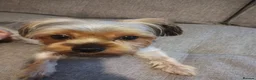 Yorkshire Terrier dogs for sale: 10 Months Yorkshire female dog in Glasgow - Advert 3