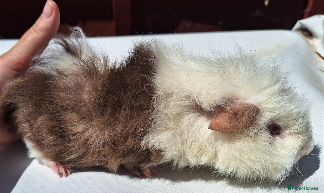Guinea Pig rodents for sale: Beautiful Guinea Pigs For Sale (as the pair) in Nuneaton - Image 3