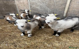 Goats livestock for sale: Hilarious friendly baby Pygmy kids for sale  - Image 15