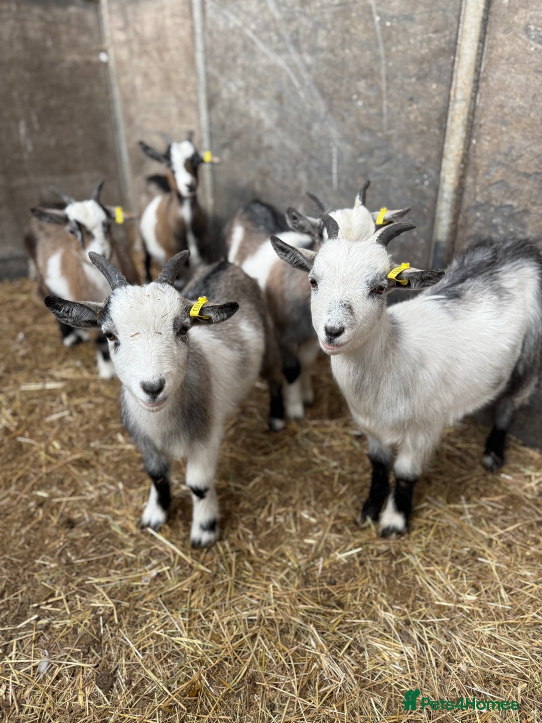 Goats livestock for sale: Hilarious friendly baby Pygmy kids for sale  - Image 15