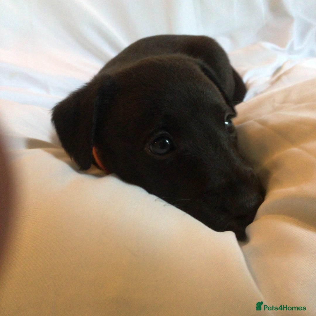 Mixed Breed dogs for sale: Bedlington x Whippet puppies - Image 3